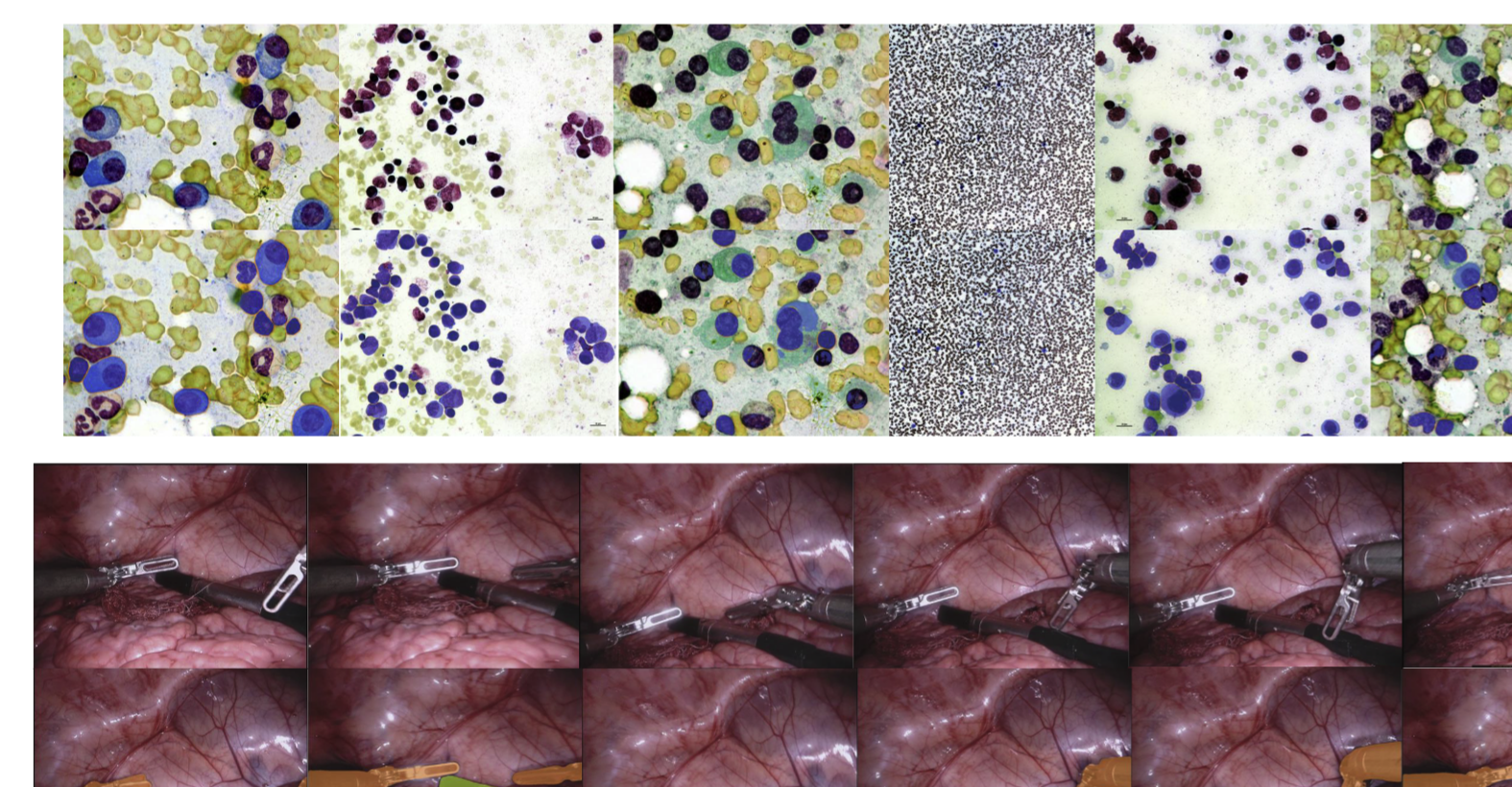 二维任务上的定性分割结果